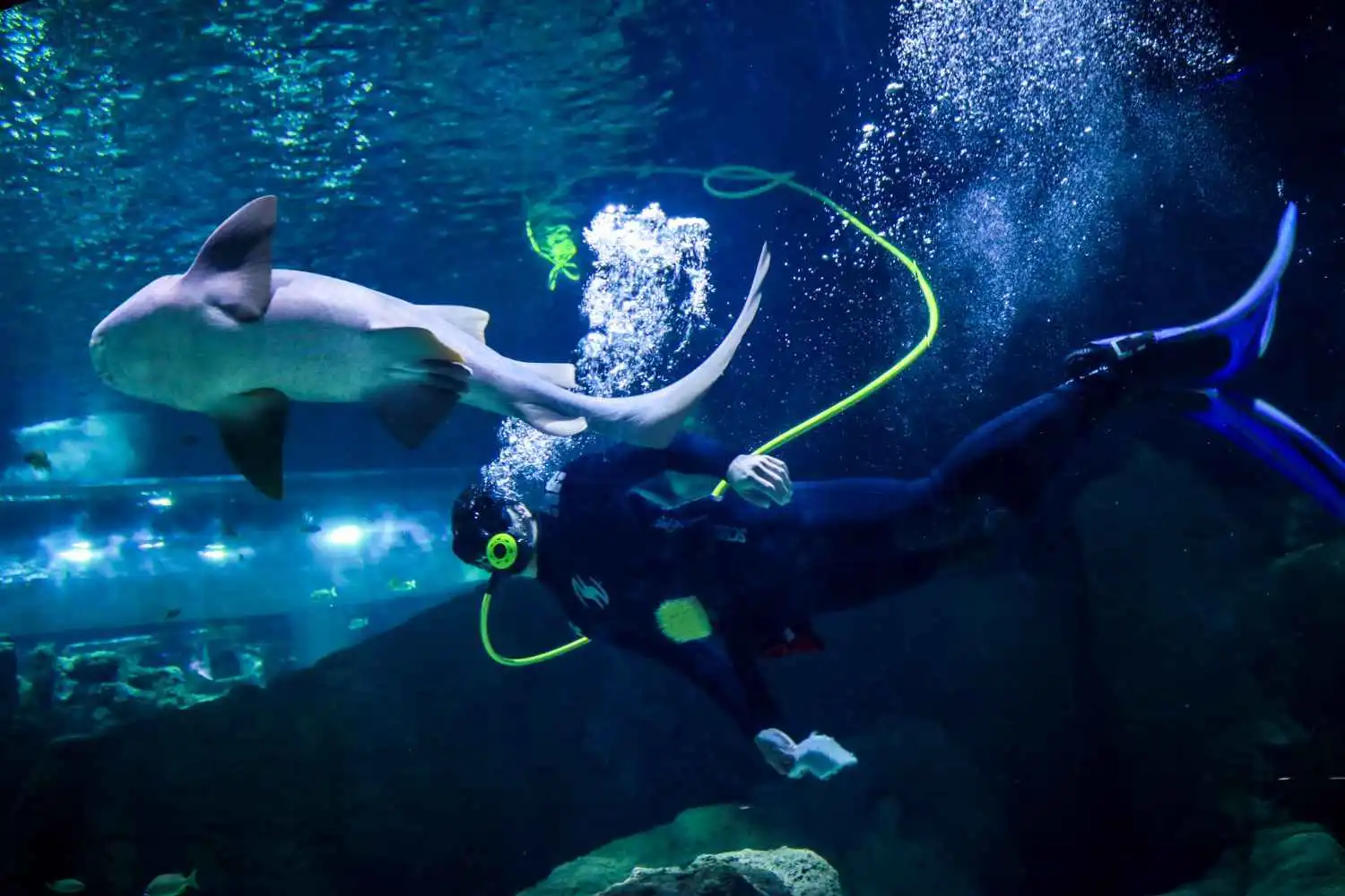  Acuario michin guadalajara