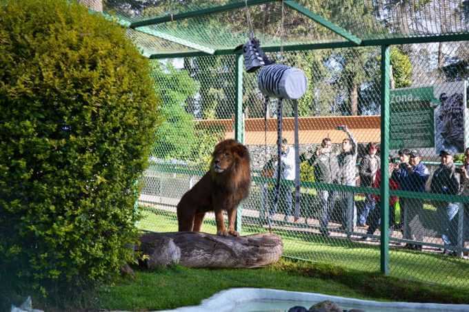  VISITA EL ZOOLOGICO ZACANGO EN TOLUCA
